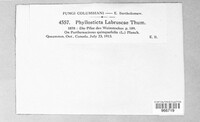 Phyllosticta labruscae image